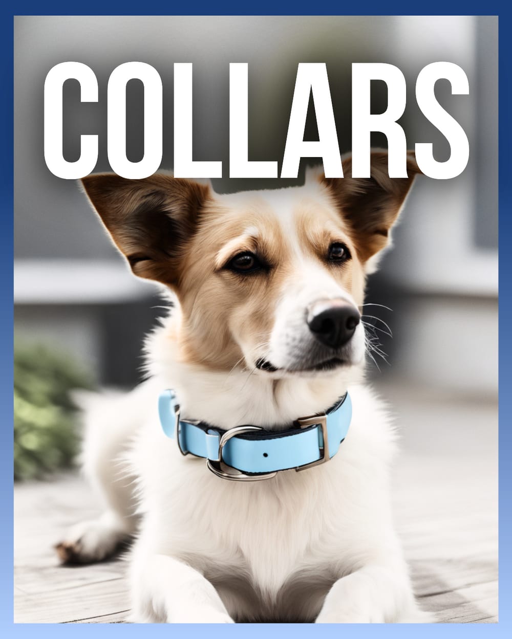 Collars Collections